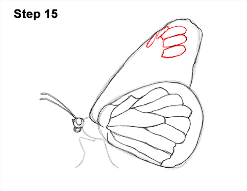 Draw a Monarch Butterfly Side 15 How to Draw a Monarch Butterfly Side Wings 15