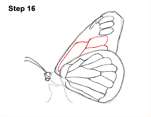 Draw a Monarch Butterfly Side 16 How to Draw a Monarch Butterfly Side Wings 16