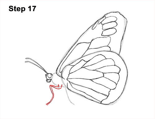 Draw a Monarch Butterfly Side 17 How to Draw a Monarch Butterfly Side Wings 17