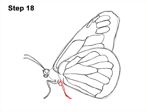 Draw a Monarch Butterfly Side 18 How to Draw a Monarch Butterfly Side Wings 18