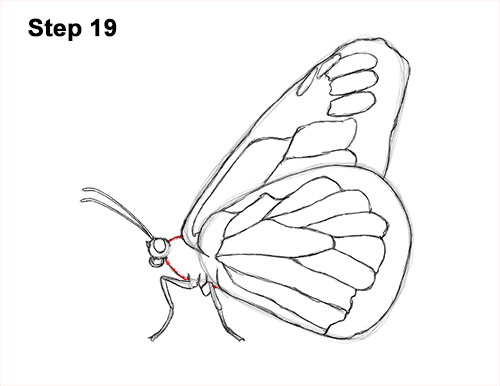 Draw a Monarch Butterfly Side 19 How to Draw a Monarch Butterfly Side Wings 19