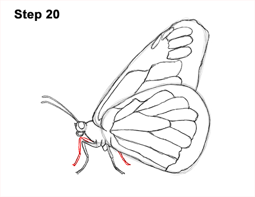 Draw a Monarch Butterfly Side 20 How to Draw a Monarch Butterfly Side Wings 20