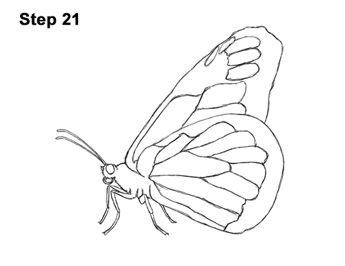 Draw a Monarch Butterfly Side 21 How to Draw a Monarch Butterfly Side Wings 21