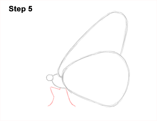 Draw a Monarch Butterfly Side 5 How to Draw a Monarch Butterfly Side Wings 5