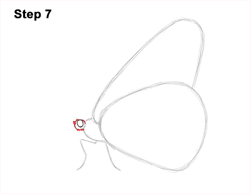 How to Draw a Monarch Butterfly Side Wings 7