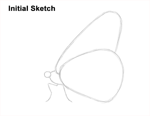 How to Draw a Monarch Butterfly Side Wings Guide Lines