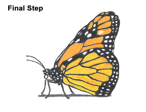 Draw a Monarch Butterfly Side How to Draw a Monarch Butterfly Side Wings