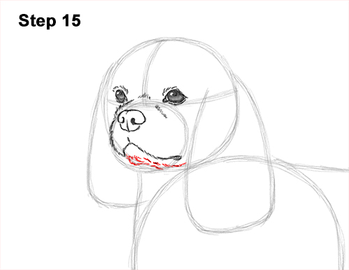 Draw a Cavalier King Charles Spaniel 15 How to Draw a Cavalier King Charles Spaniel Puppy Dog 15
