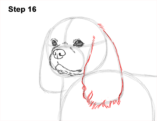 Draw a Cavalier King Charles Spaniel 16 How to Draw a Cavalier King Charles Spaniel Puppy Dog 16