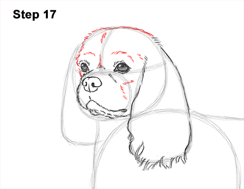 Draw a Cavalier King Charles Spaniel 17 How to Draw a Cavalier King Charles Spaniel Puppy Dog 17
