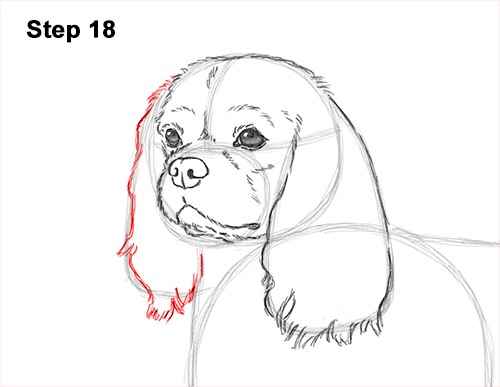 Draw a Cavalier King Charles Spaniel 18 How to Draw a Cavalier King Charles Spaniel Puppy Dog 18