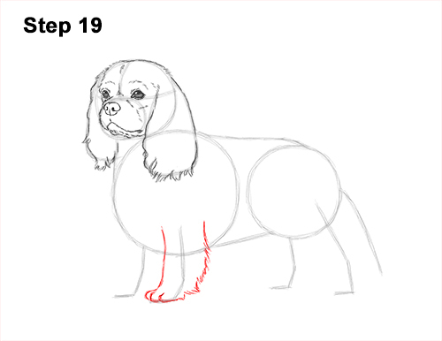 Draw a Cavalier King Charles Spaniel 19 How to Draw a Cavalier King Charles Spaniel Puppy Dog 19