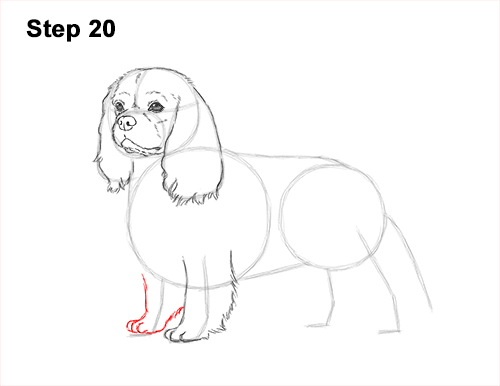 Draw a Cavalier King Charles Spaniel 20 How to Draw a Cavalier King Charles Spaniel Puppy Dog 20
