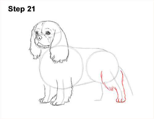 Draw a Cavalier King Charles Spaniel 21 How to Draw a Cavalier King Charles Spaniel Puppy Dog 21