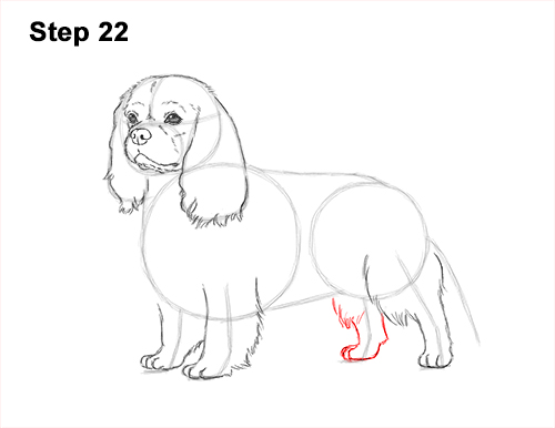 Draw a Cavalier King Charles Spaniel 22 How to Draw a Cavalier King Charles Spaniel Puppy Dog 22