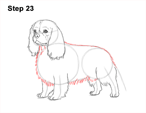 Draw a Cavalier King Charles Spaniel 23 How to Draw a Cavalier King Charles Spaniel Puppy Dog 23
