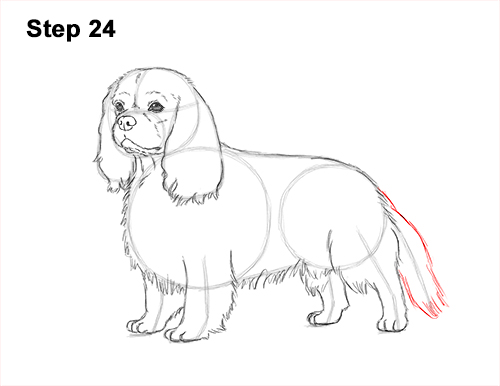 Draw a Cavalier King Charles Spaniel 24 How to Draw a Cavalier King Charles Spaniel Puppy Dog 24
