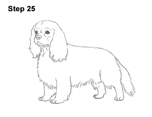 Draw a Cavalier King Charles Spaniel 25 How to Draw a Cavalier King Charles Spaniel Puppy Dog 25