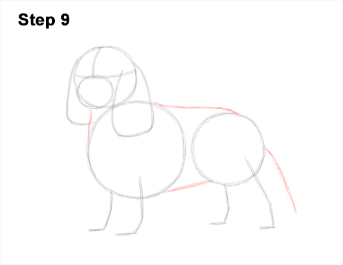 How to Draw a Cavalier King Charles Spaniel Puppy Dog 9