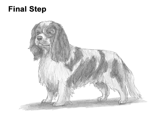 Draw a Cavalier King Charles Spaniel How to Draw a Cavalier King Charles Spaniel Puppy Dog