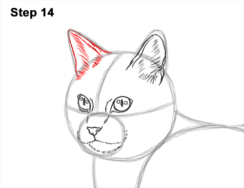 Draw a Calico Cat Side 14 How to Draw a Calico Kitten Cat Orange Black 14