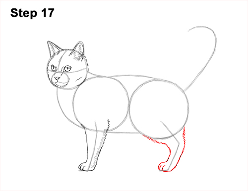 How to Draw a Calico Kitten Cat Orange Black 17