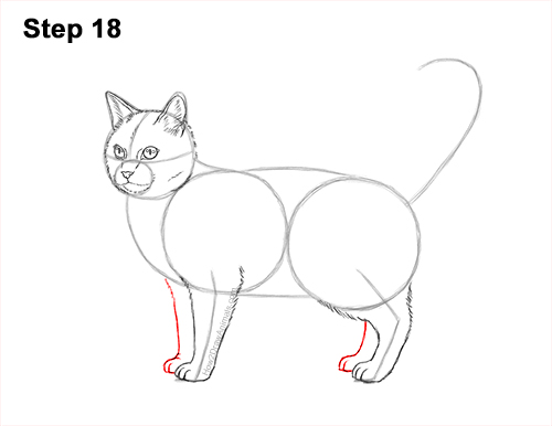 How to Draw a Calico Kitten Cat Orange Black 18