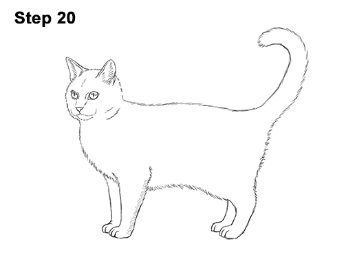 How to Draw a Calico Kitten Cat Orange Black 20