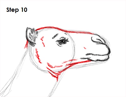Camel Drawing 10 Draw Camel 10