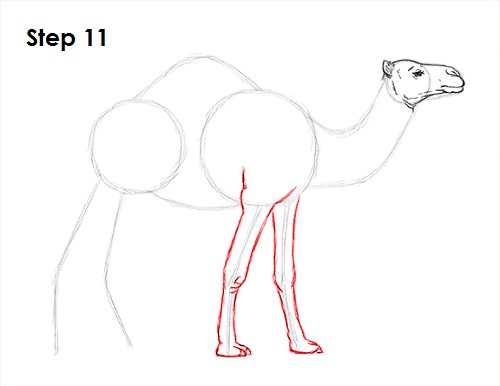 Camel Drawing 11 Draw Camel 11