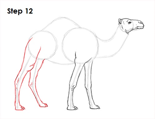 Camel Drawing 12 Draw Camel 12