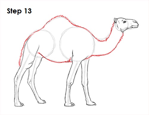 Camel Drawing 13 Draw Camel 13