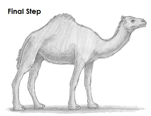 Camel Drawing Draw Camel