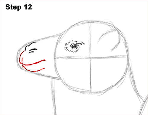 Draw a Bactrian Camel Two Humps 12