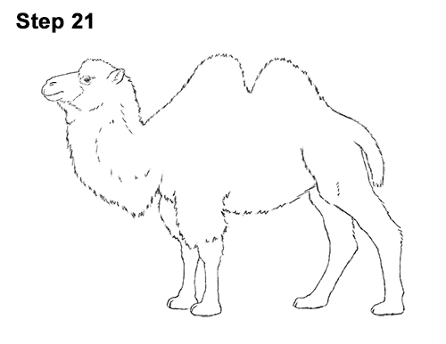 Draw a Bactrian Camel Two Humps 21
