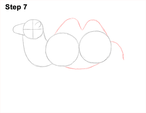Bactrian Camel 7 Draw a Bactrian Camel Two Humps 7
