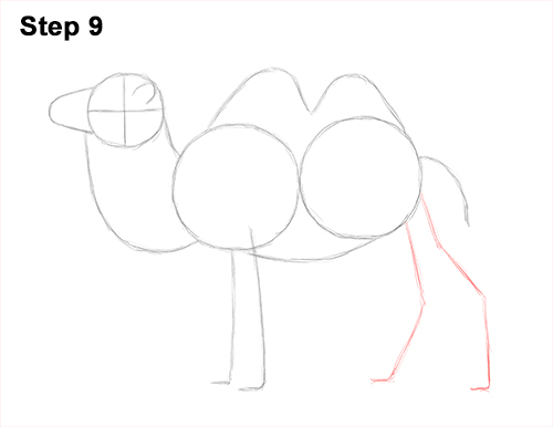 Bactrian Camel 9 Draw a Bactrian Camel Two Humps 9