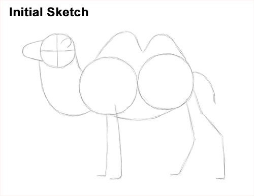 Bactrian Camel Initial Sketch Draw a Bactrian Camel Two Humps Sketch