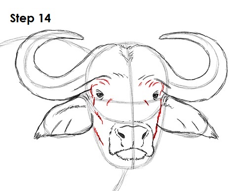 Draw African Cape Buffalo 14