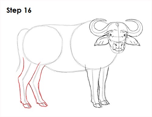 Draw African Cape Buffalo 16