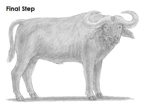 Draw an African Cape Buffalo