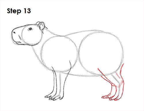 Draw Capybara 13