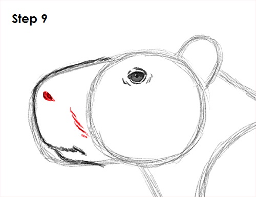 Draw Capybara 9