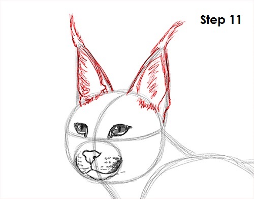 Caracal Drawing 11 Draw Caracal 11