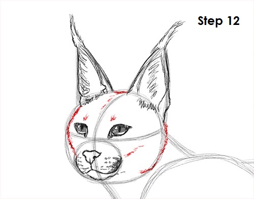 Caracal Drawing 12 Draw Caracal 12