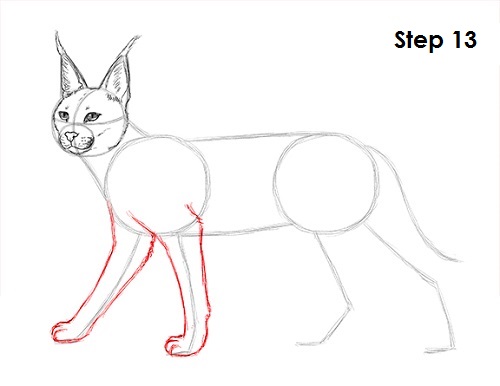 Caracal Drawing 13 Draw Caracal 13