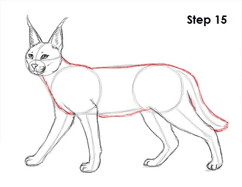 Draw Caracal 15