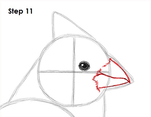 Cardinal Bird Drawing 11 Draw Cardinal Bird 11