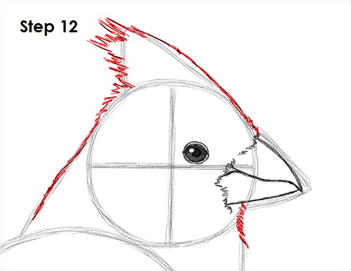 Cardinal Bird Drawing 12 Draw Cardinal Bird 12