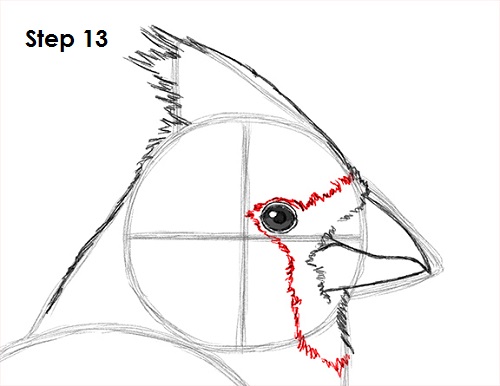Cardinal Bird Drawing 13 Draw Cardinal Bird 13